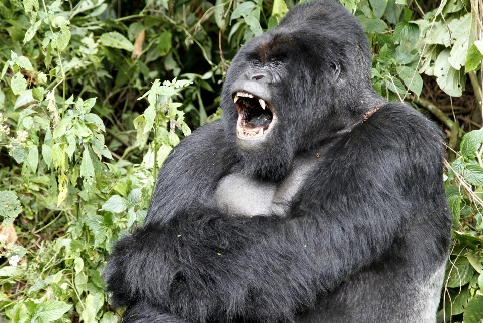 Gorilla Arena Pile Top 10 Strongest Animals In The World
