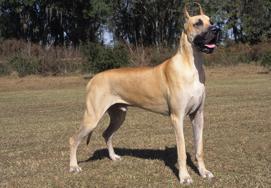 Great Dane Arena Pile Top 10 Shortest Dog Breeds In The World