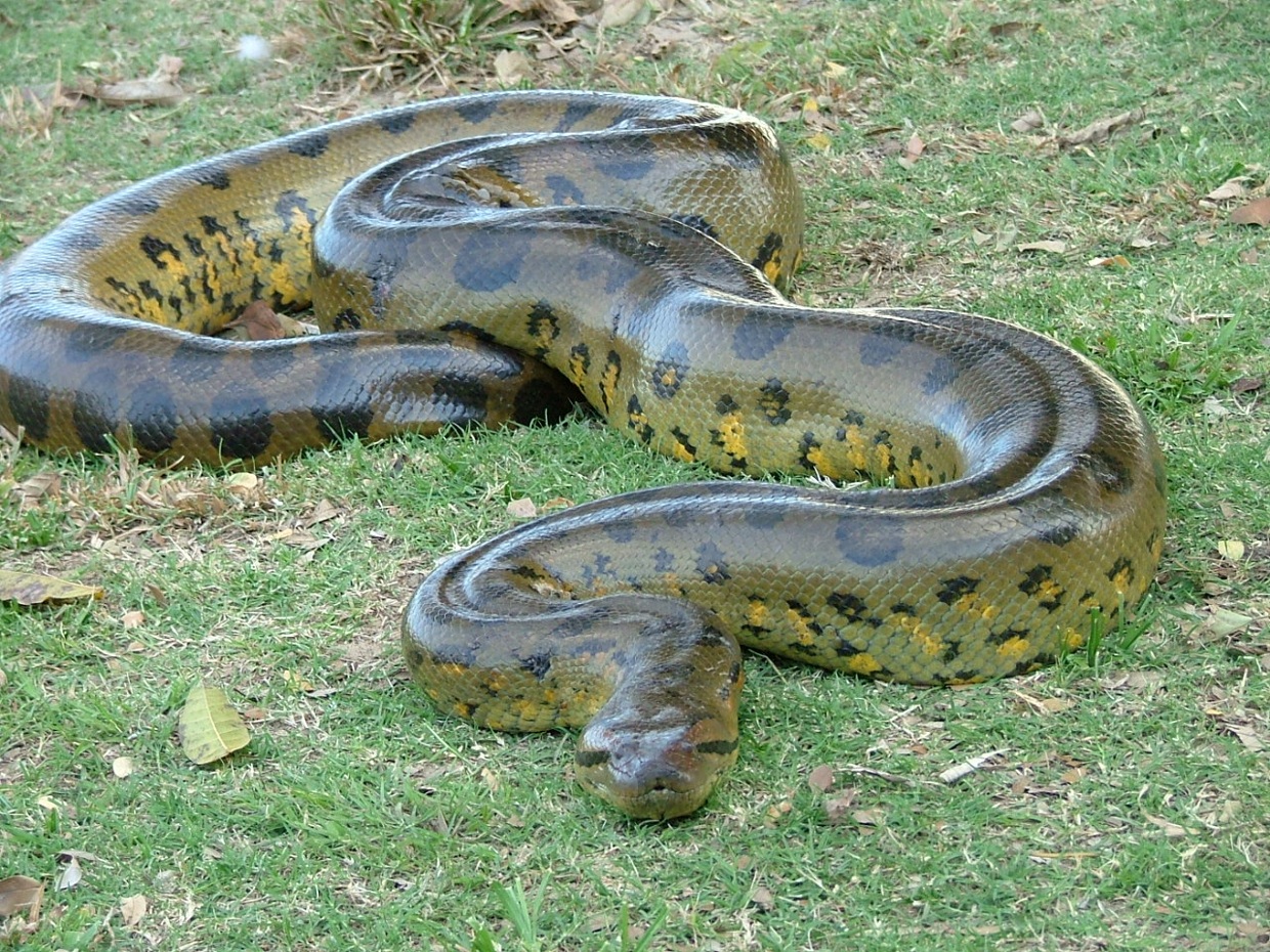 Green Anaconda Arena Pile Top 10 Strongest Animals In The World