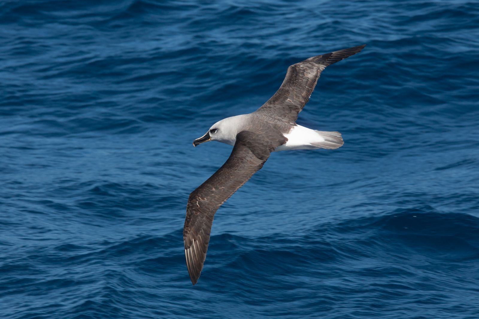 Grey Headed Albatross Arena Pile Top 10 Fastest Bird In The World