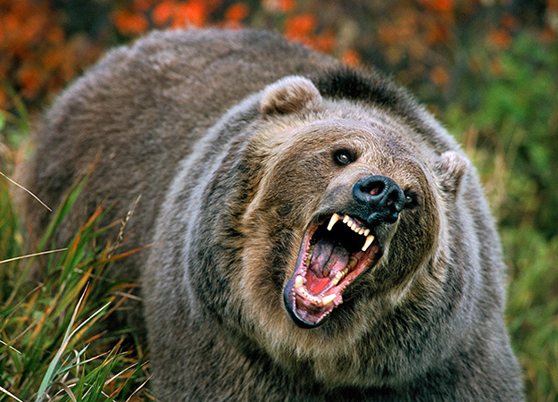 Grizzly Bear Arena Pile Top 10 Strongest Animals In The World