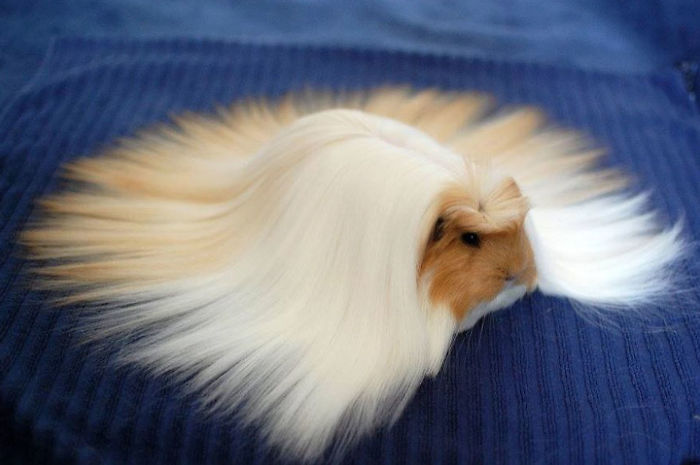 Guinea Pig Arena Pile Top 10 Animals With Beautiful Hair In The World