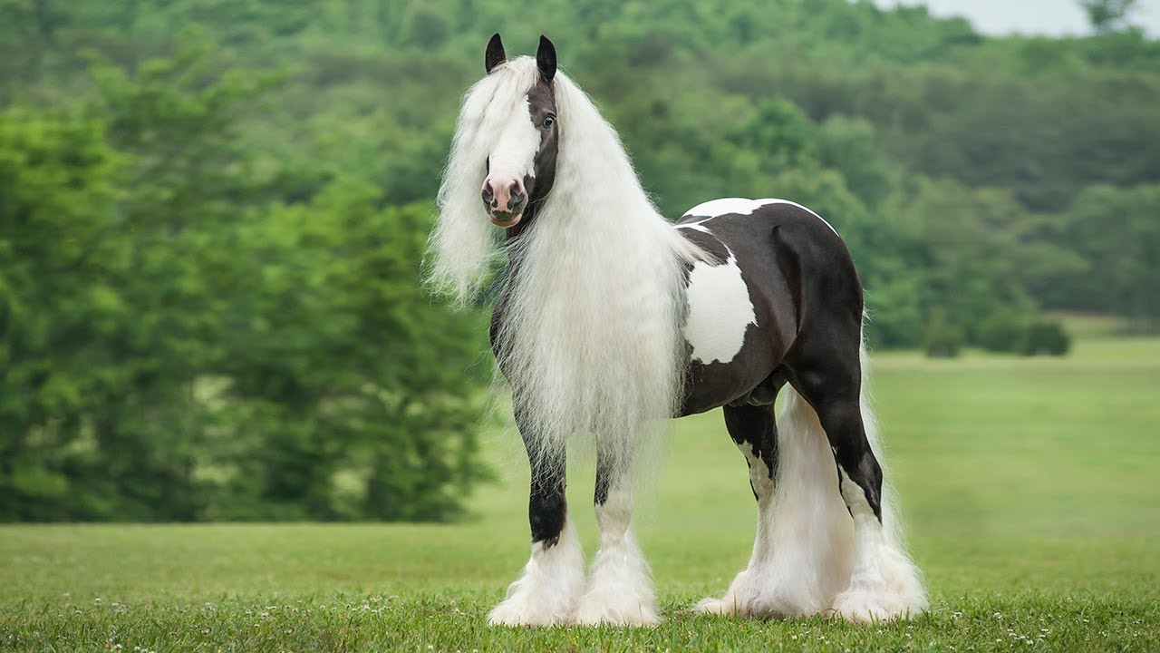 Gypsy Horse Arena Pile Top 10 Animals With Beautiful Hair In The World