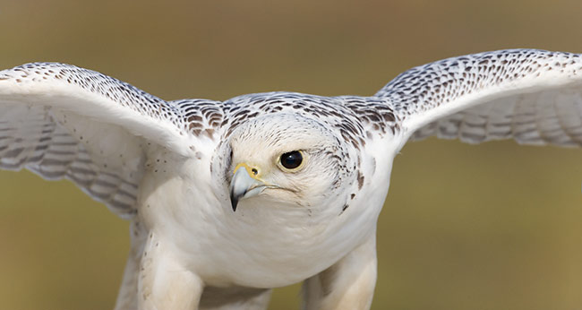 Gyrfalcon Arena Pile Top 10 Fastest Bird In The World