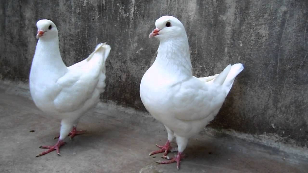 Hen pigeons Arena Pile Top 7 Most Beautiful Pigeons In The World