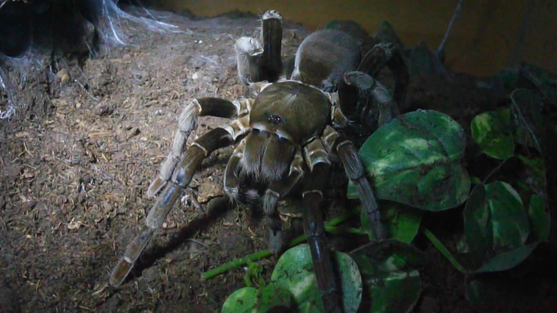 Hercules Baboon Spider Arena Pile Top 10 Worlds Largest Spider