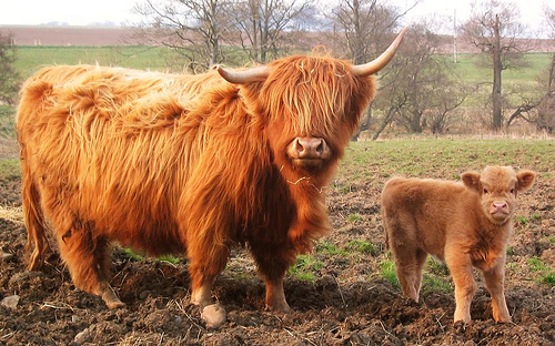 Highland Cattle Arena Pile Top 10 Animals With Beautiful Hair In The World