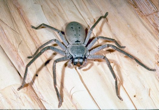 Top 10 Worlds Largest Spider