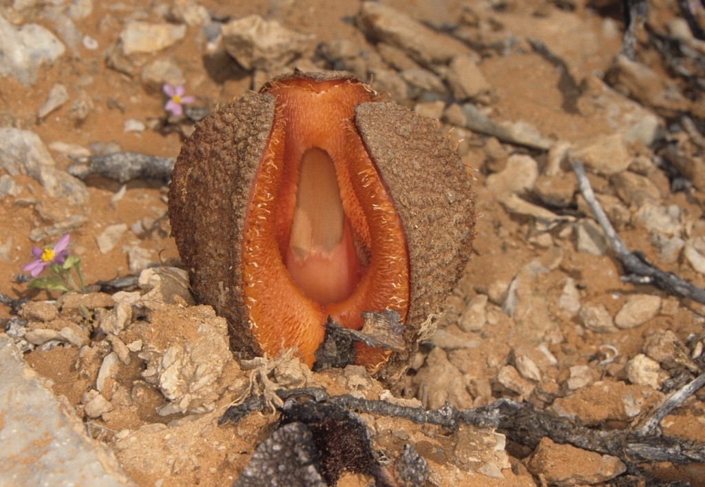 Hydnora Africana Arena Pile Top 10 Worst Smelling Flowers In The World