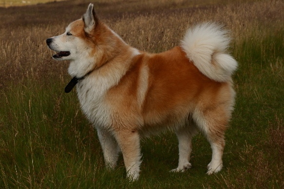 Icelandic Sheepdog Arena Pile Top 10 Most Beautiful Dog Breeds In The World