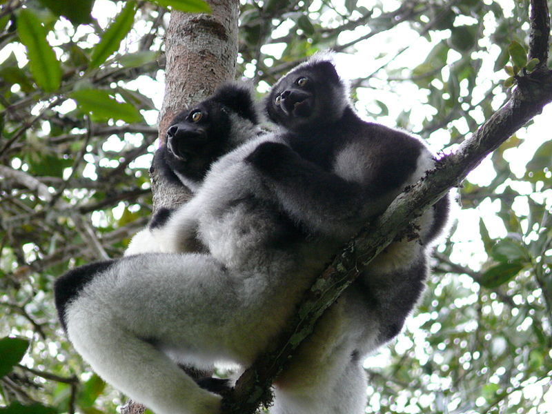 Indri Arena Pile Top 10 Most Amazing Madagascar Animals
