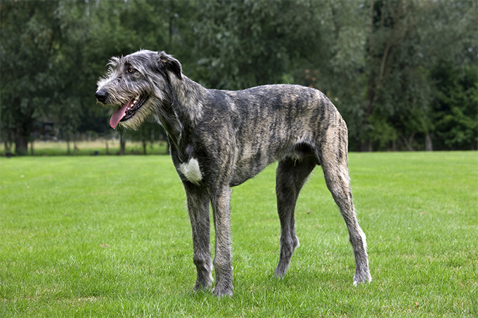 Irish Wolfhound Arena Pile Top 10 Shortest Dog Breeds In The World