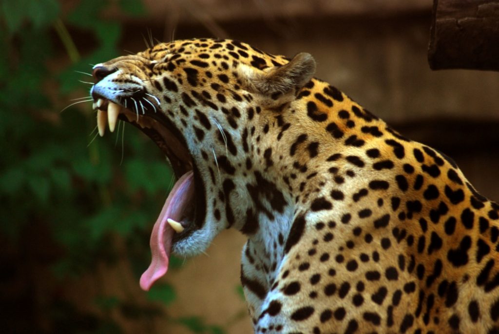 Top 10 Most Powerful Animal Bites In The World
