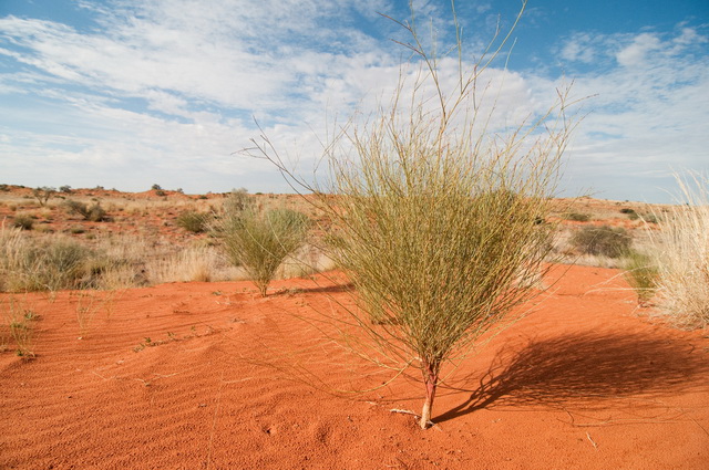 Kalahari Desert Arena Pile Top 10 Largest Deserts In The World