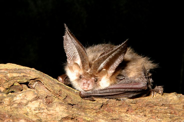 Kitti's Hog-Nosed Bat Smallest Animal
