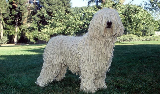 Komondor Dog Arena Pile Top 10 Best Guard Dogs In The World