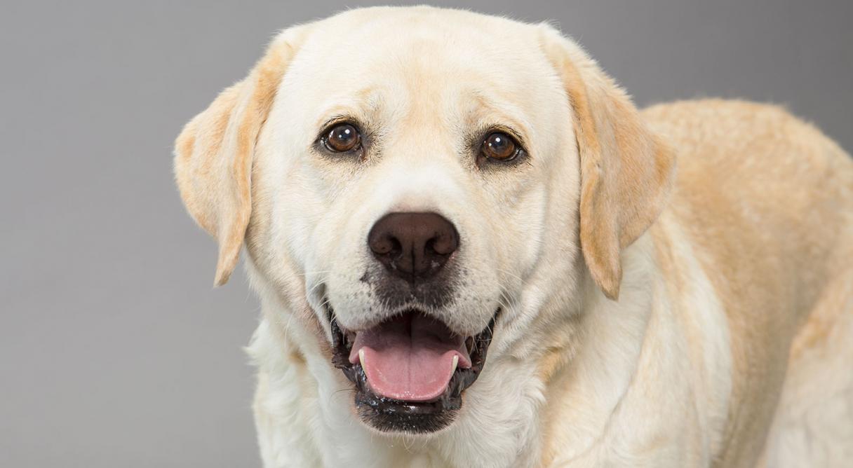 Labrador Retriever Arena Pile Top 10 Dog Breeds With Extraordinary Sense Of Smell