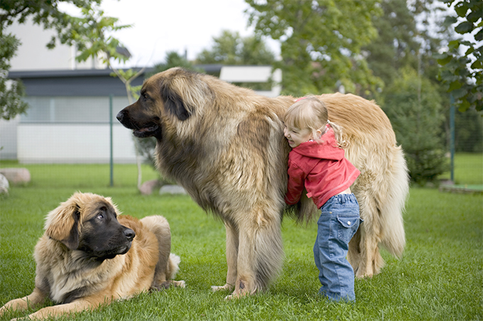 Leonberger Arena Pile Top 10 Shortest Dog Breeds In The World