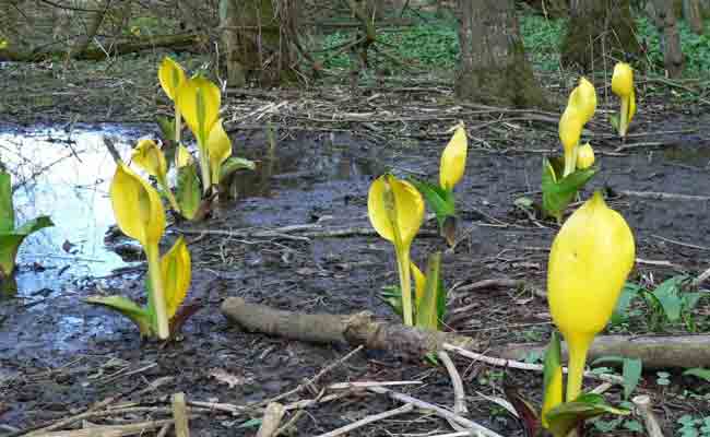 Lysichiton Americanus Arena Pile Top 10 Worst Smelling Flowers In The World