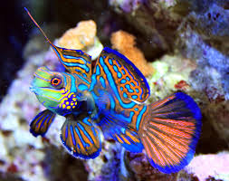 Mandarin Fish. Arena Pile Top 10 Most Beautiful Animals In The World