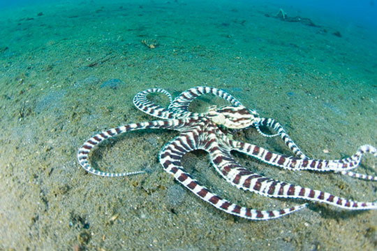 Mimic Octopus Arena Pile Top 7 Most Amazing Color changing Animals In The World