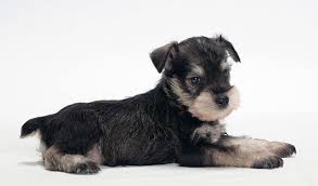 Miniature Schnauzer Arena Pile Top 10 Most Beautiful Dog Breeds In The World