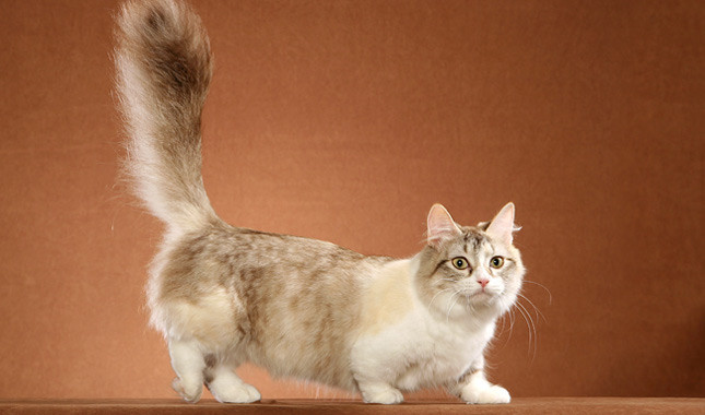 Munchkin cat Arena Pile Top 10 Smallest Cat Breeds In The World