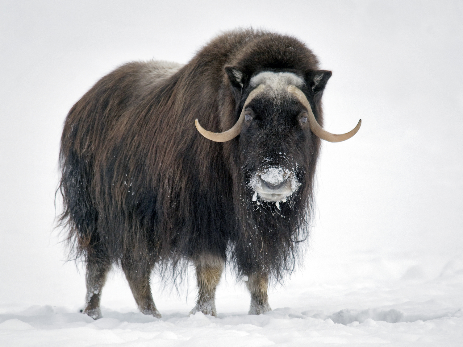 Arena Pile Top 10 Most Famous Arctic Animals