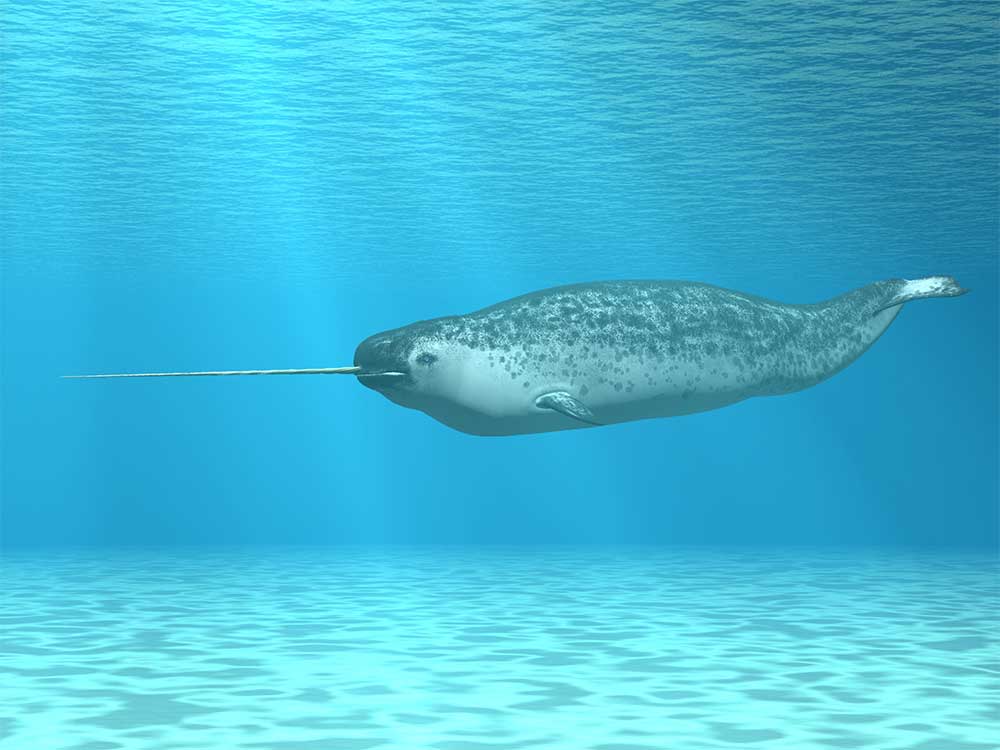 Narwhal Arena Pile Top 10 Most Famous Arctic Animals