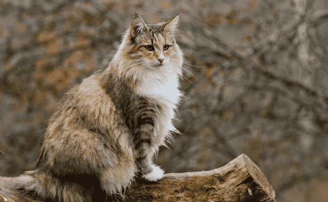 Norwegian Forest Cat 1 Arena Pile Top 10 Animals With Beautiful Hair In The World