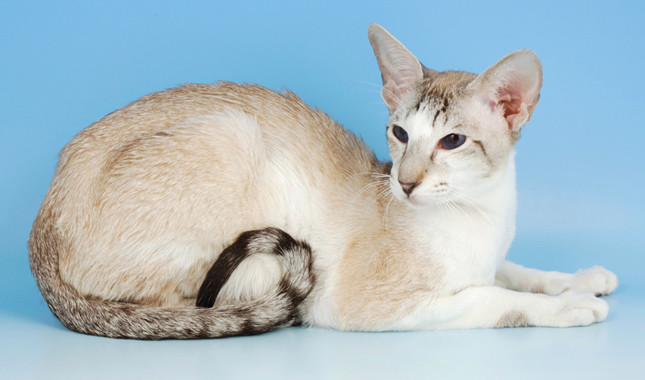 Oriental shorthair Arena Pile Top 10 Smallest Cat Breeds In The World