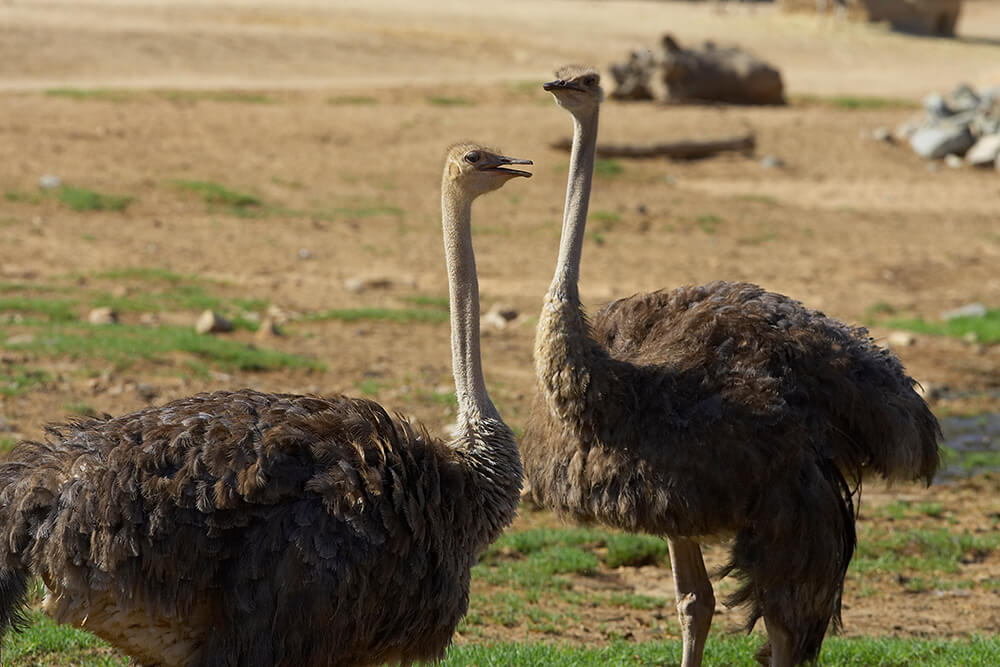 Ostrich Arena Pile Top 10 Amazing Flightless Birds In The World