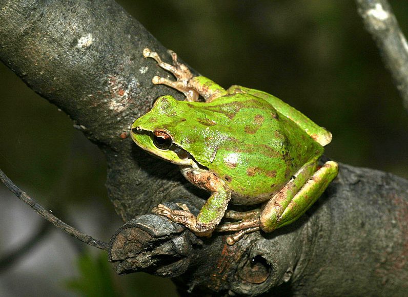 Pacific Tree Frog e1507608230943 Arena Pile Top 7 Most Amazing Color changing Animals In The World