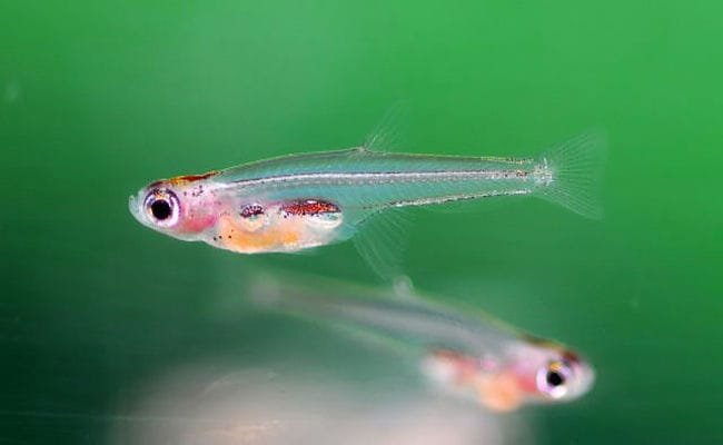 Smallest Animals In The World, Paedocypris Fish