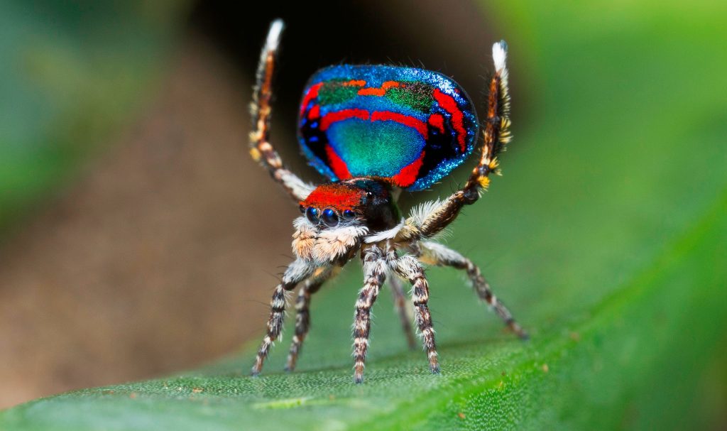Top 10 Most Beautiful Spiders In The World