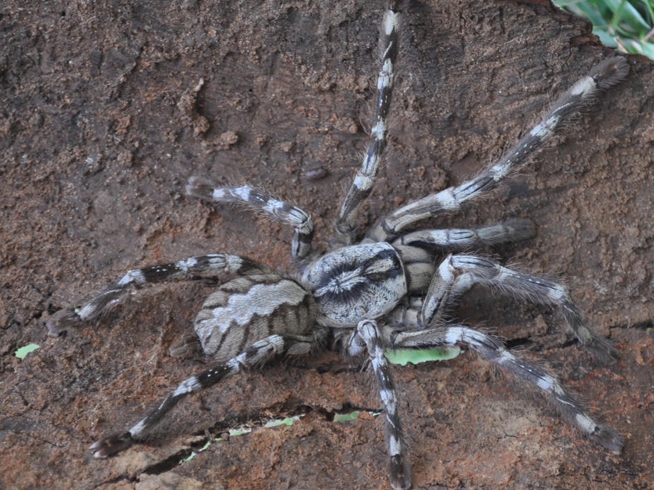 Poecilotheria Rajaei Arena Pile Top 10 Worlds Largest Spider