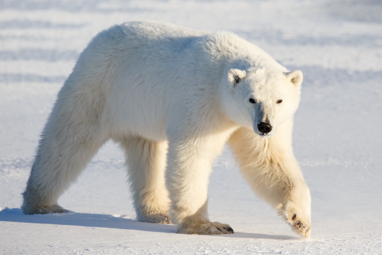 Polar Bear 1 Arena Pile Top 10 Most Beautiful Endangered Animals In The World