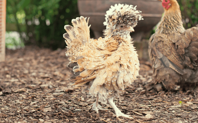 Polish Chicken Arena Pile Top 10 Animals With Beautiful Hair In The World