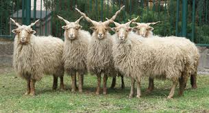 Racka Sheep Arena Pile Top 10 Animals With Beautiful Hair In The World