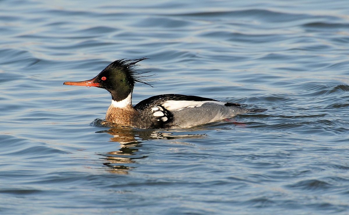 Red Breasted Merganser Arena Pile Top 10 Fastest Bird In The World