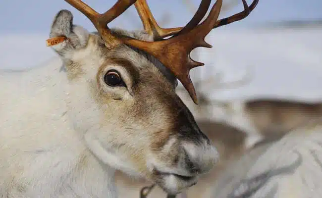 Top 10 Amazing Horns Animals In The World Top 10 Amazing Horns Animals In The World
