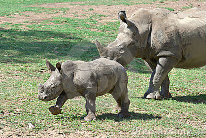 Rhinoceros Arena Pile Top 10 Animals With Longest Gestation Period In The World