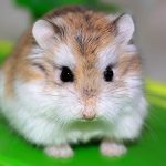 Top 5 Most Popular Hamsters Breeds In The World