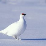 Top 10 Amazing Arctic Birds In The World