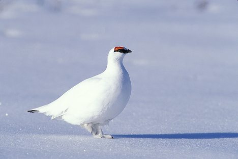 Rock Ptarmigan Arena Pile Top 10 Amazing Arctic Birds In The World