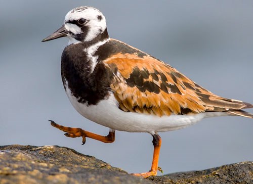 Ruddy Turnstone Arena Pile Top 10 Amazing Arctic Birds In The World