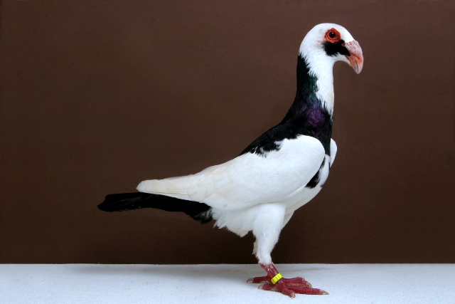 Top 7 Most Beautiful Pigeons In The World