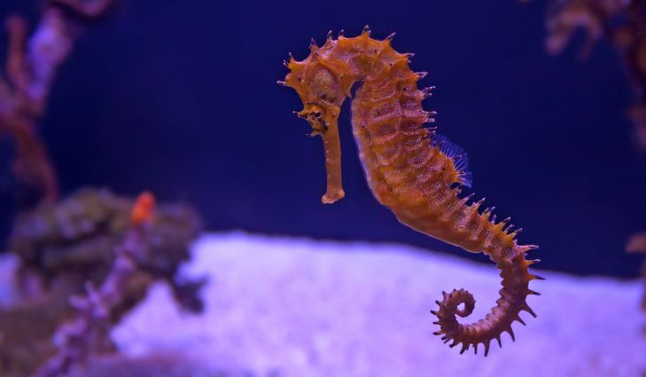 Sea Horse Arena Pile Top 10 Slowest Animals In The World