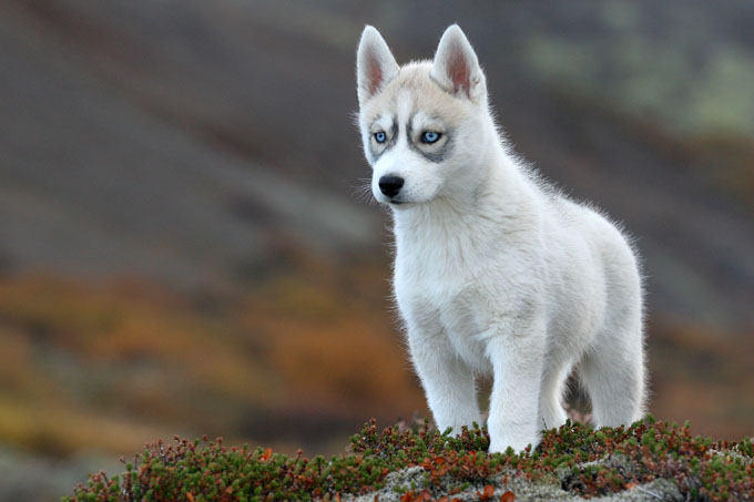 Siberian Husky Arena Pile Top 10 Most Beautiful Dog Breeds In The World