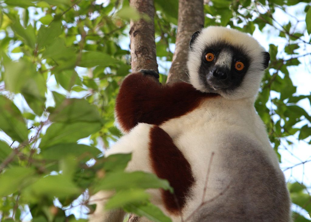 Top 10 Most Amazing Madagascar Animals